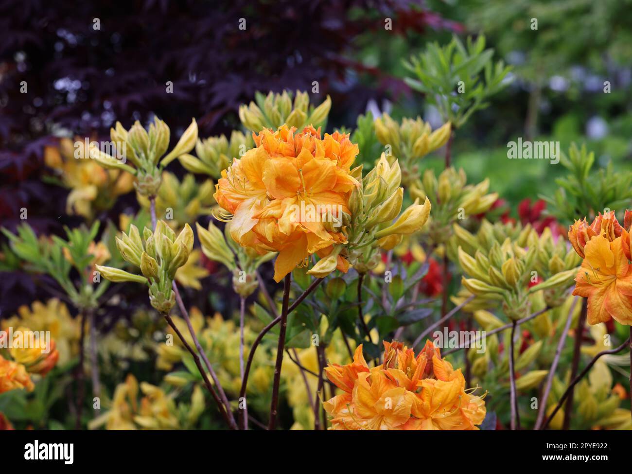 Beautiful blooming yellow azalea flowers in garden Stock Photo