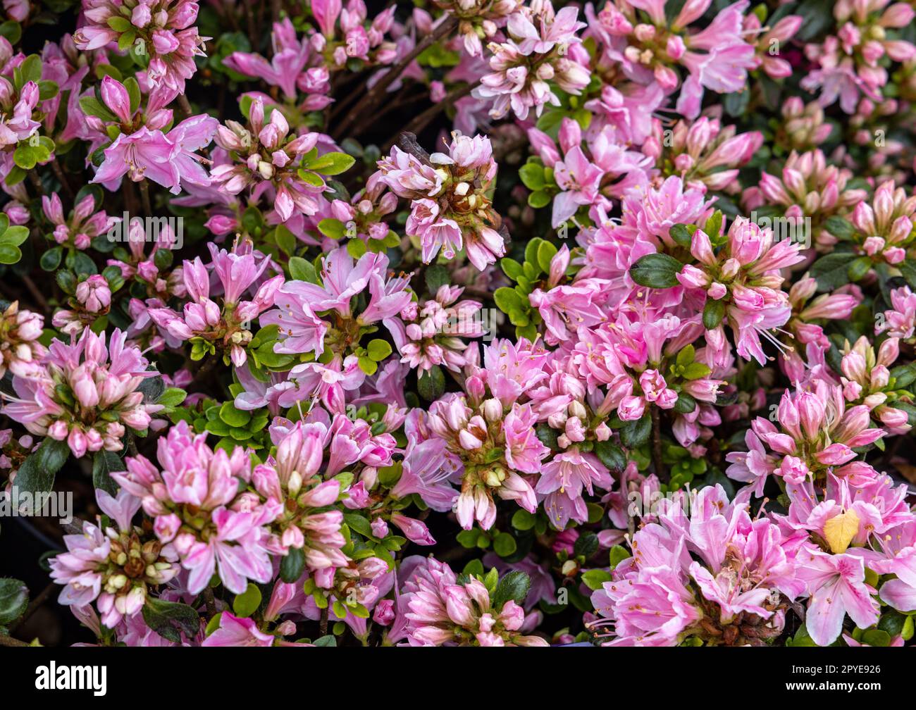 Beautiful blooming pink azalea flowers in garden Stock Photo