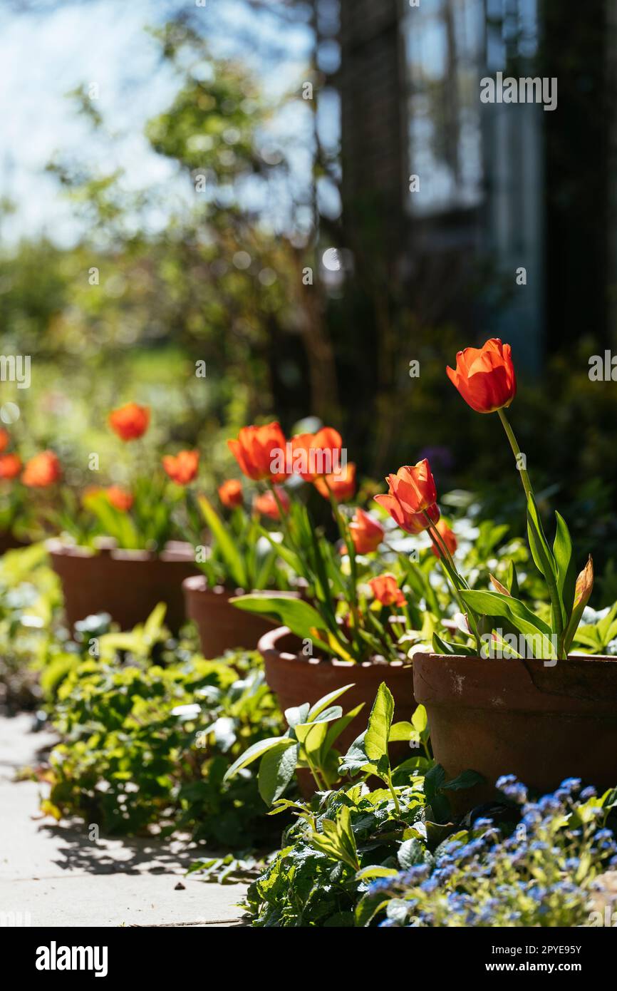 Red tulips in pots flowering in a border of a cottage garden Stock