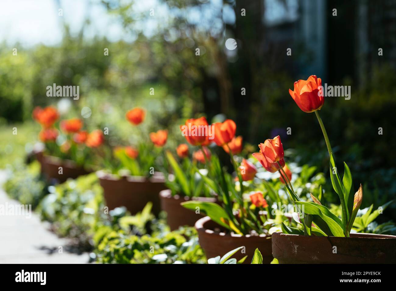 Red tulips in pots flowering in a border of a cottage garden. Stock Photo