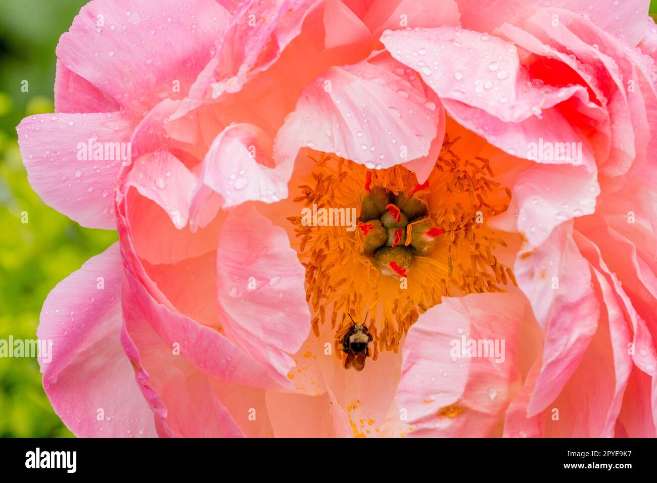 Close-up of a pink peony flower in a garden in springtime in Kirkland ...