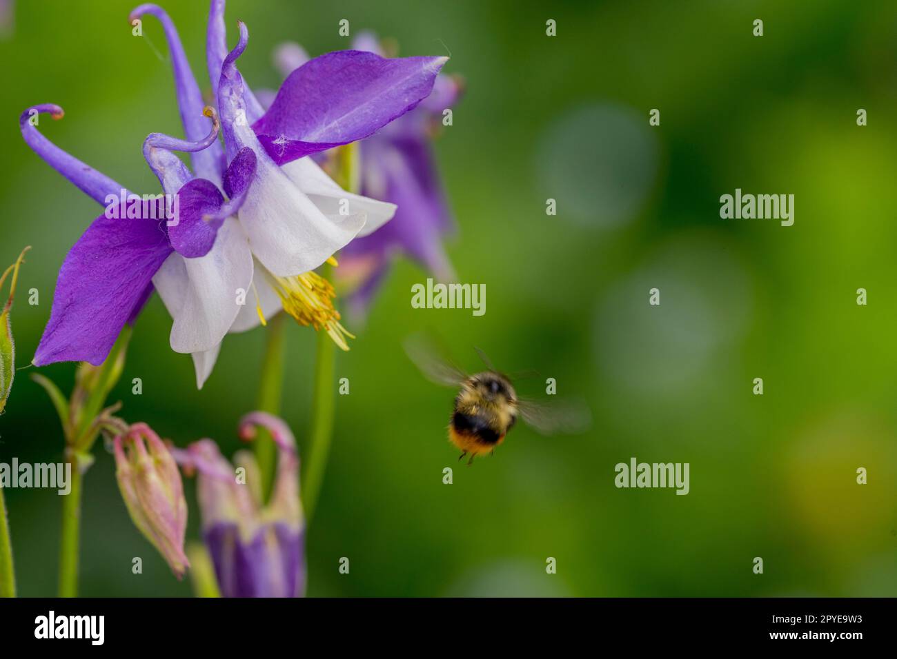 A bumble bee at a columbine flower in a garden in Kirkland, Washington State, USA Stock Photo