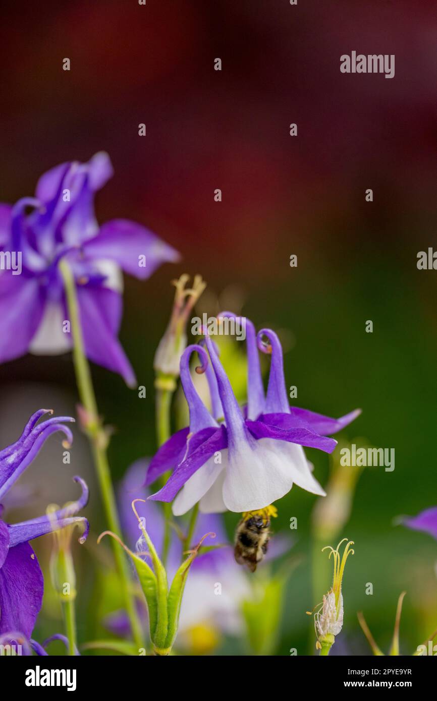 A bumble bee at a columbine flower in a garden in Kirkland, Washington State, USA Stock Photo