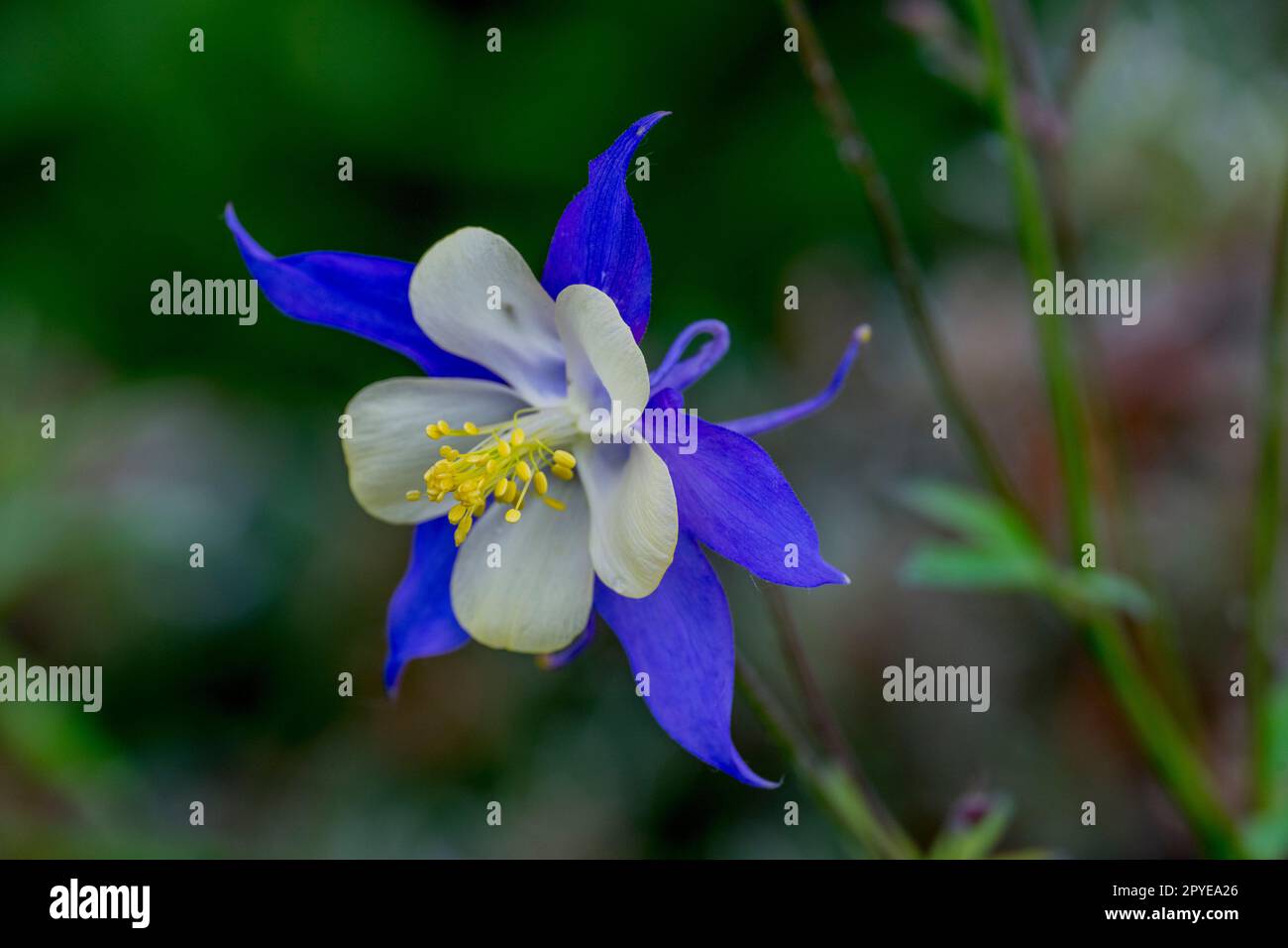 Close-up of a columbine flower in a garden in Kirkland, Washington State, USA. Stock Photo