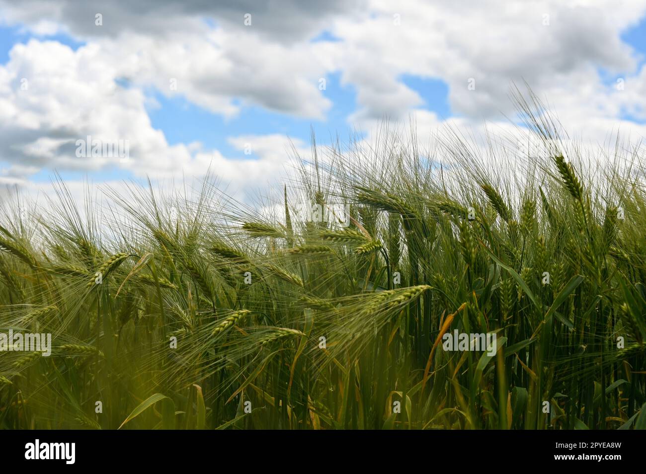 Grain field before harvest Stock Photo - Alamy