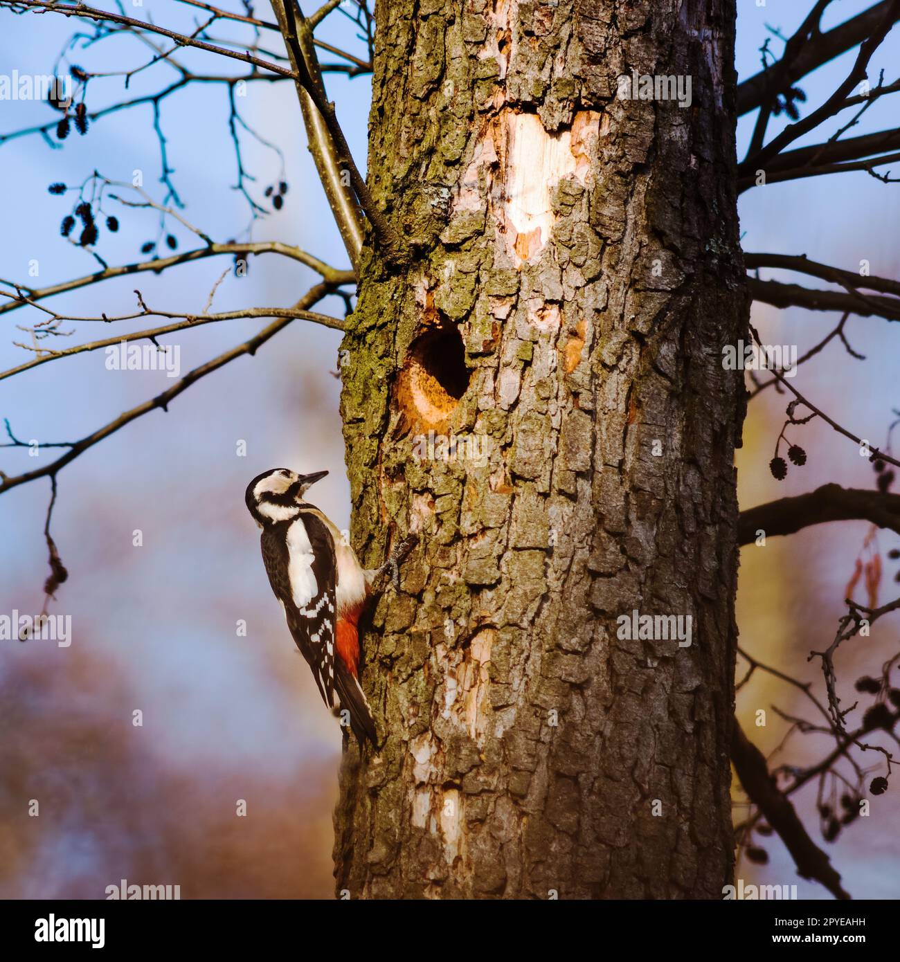 Woodpecker on a tree taking care of his nest Stock Photo