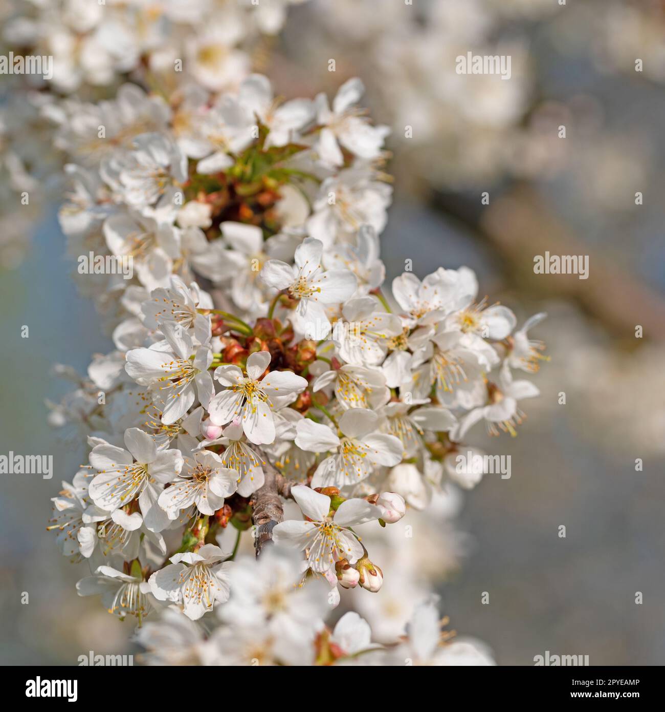 Flowering cherry tree, Prunus avium, in spring Stock Photo