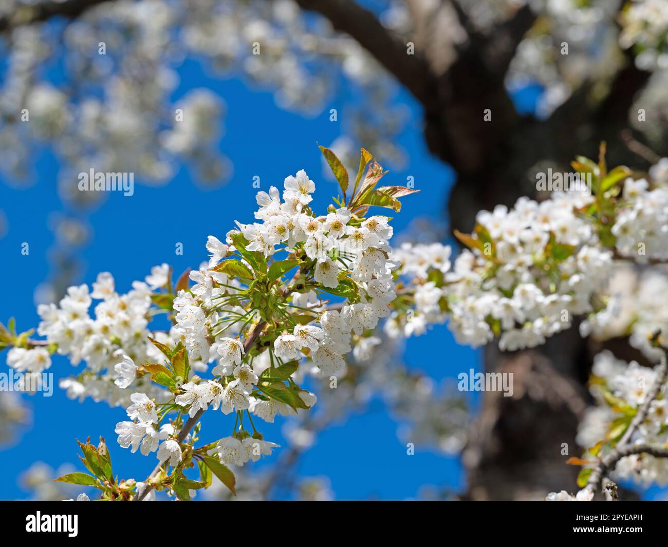 Flowering cherry tree, Prunus avium, in spring Stock Photo