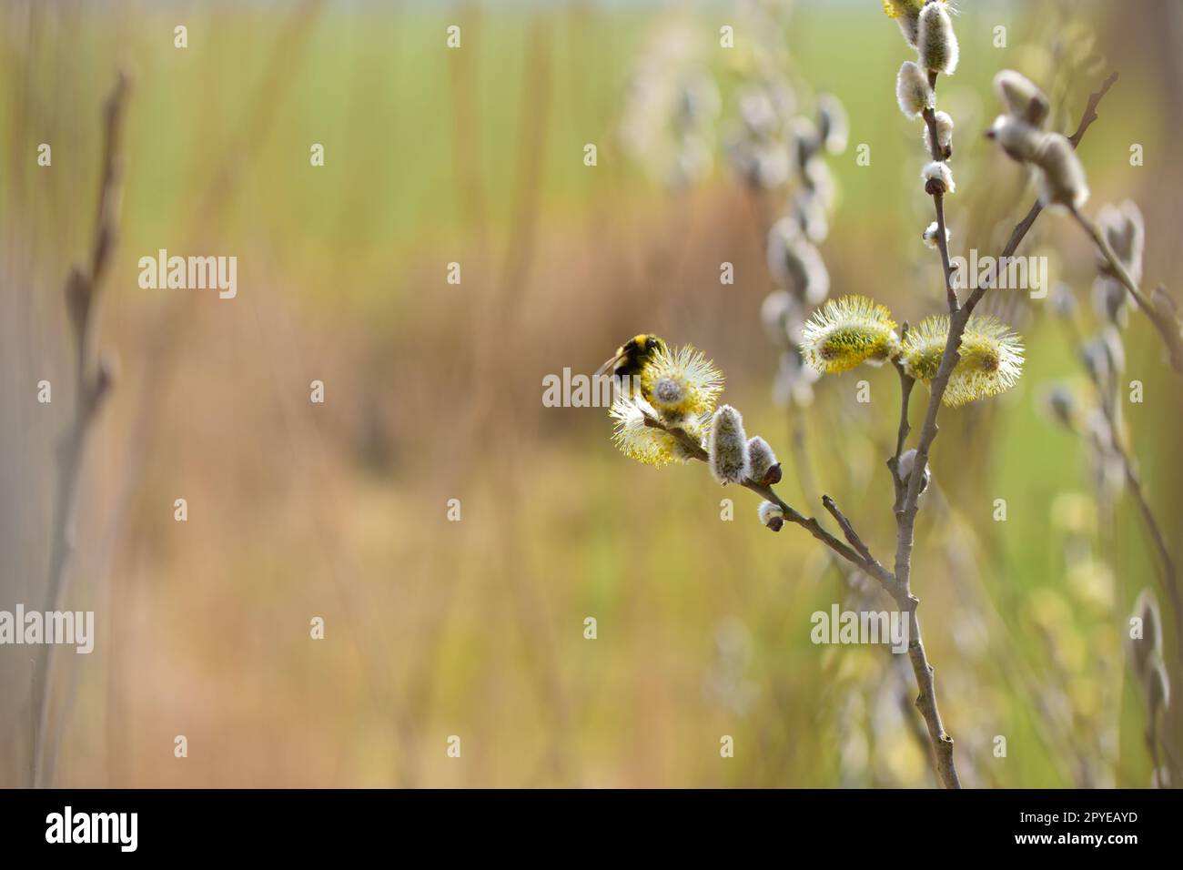 Bee on a flowering willow salicaceae against a blurred background Stock Photo