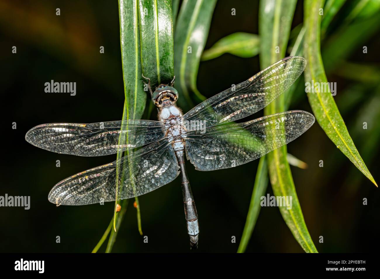 Zygonyx elisabethae, dragonfly Ranomafana national park, Madagascar wildlife animal Stock Photo