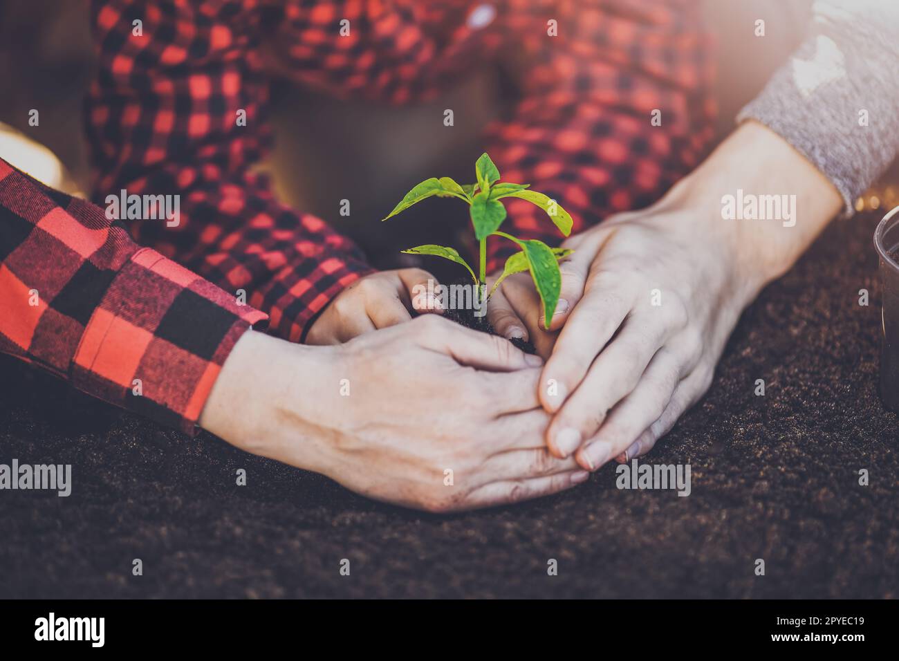 Father, mother and their child holding together a young plant grown in ...