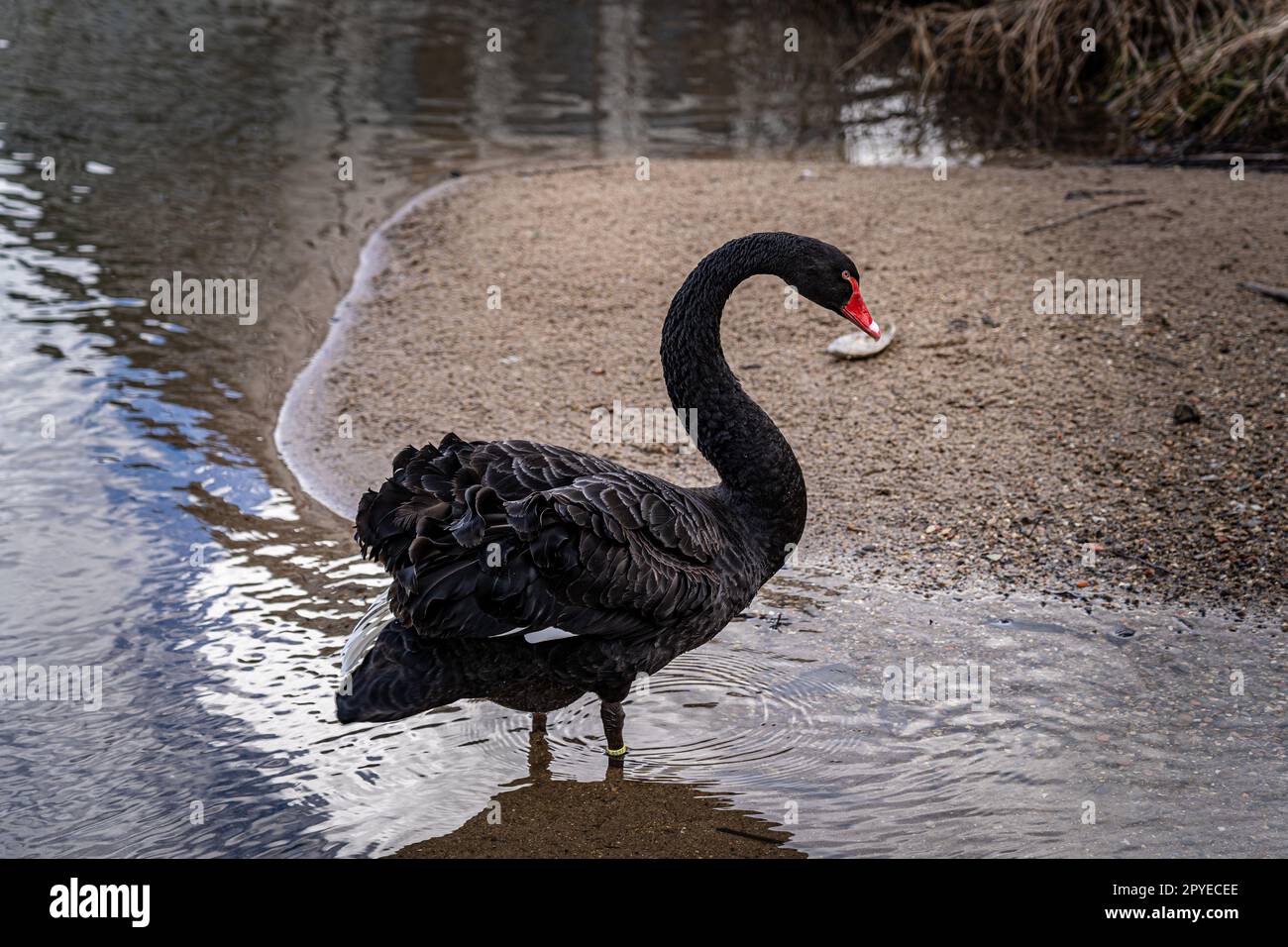 Black swan swimming on the river Stock Photo - Alamy
