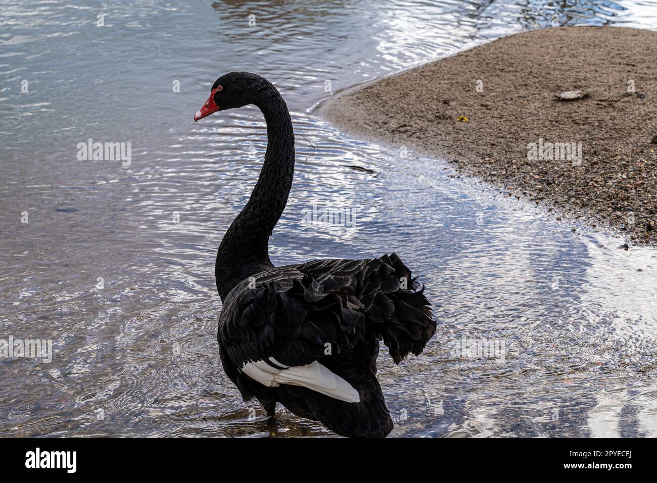 Black swan swimming on the river Stock Photo - Alamy