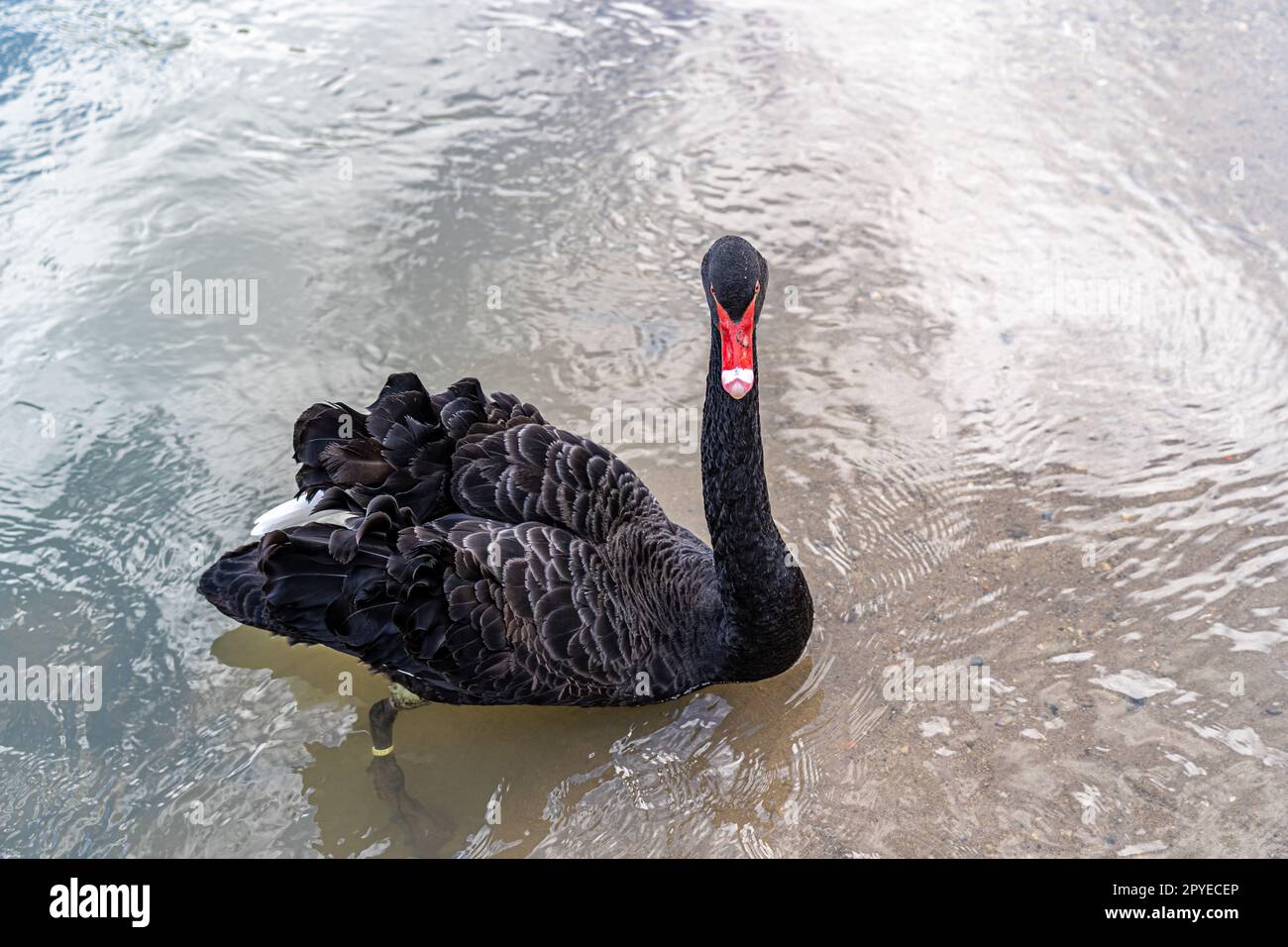 Black swan swimming on the river Stock Photo - Alamy