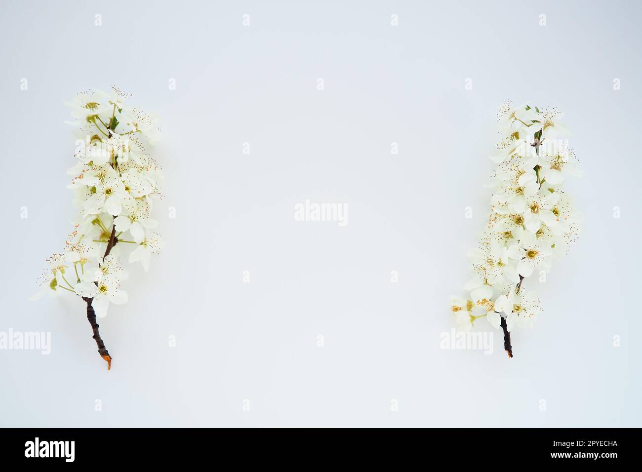 Bird cherry, cherry or sweet cherry flowers on a white background. Copy space for text. Spring flowers on a plain white sheet of paper. Two branches left and right. Free space in the middle. Stock Photo