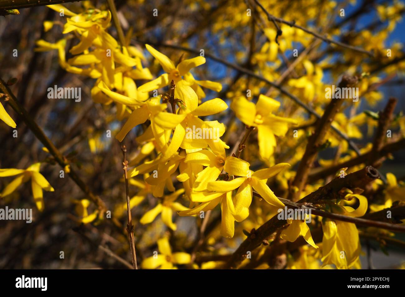 Forsythia is a genus of shrubs and small trees of the Olive family. Numerous yellow flowers on branches and shoots. Class Dicotyledonous Order Lamiaceae Olive family Genus Forsythia Stock Photo