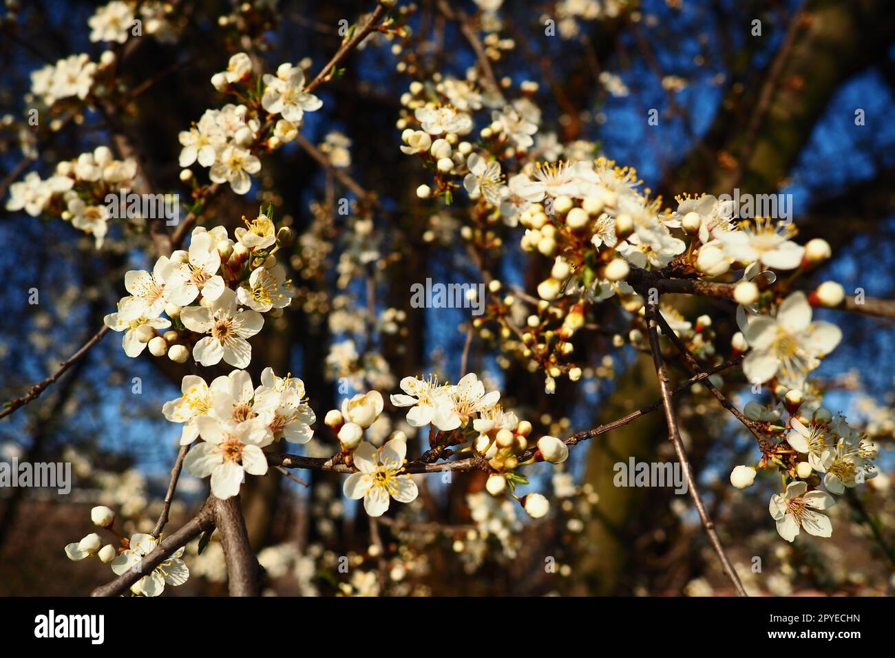 Blossoming of cherries, sweet cherries and bird cherry. Beautiful fragrant white flowers on the branches during the golden hour. Spring white flowers are collected in long thick drooping brushes Stock Photo