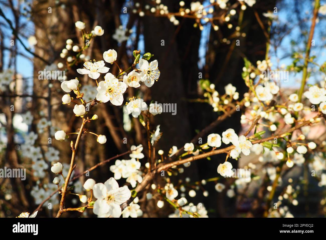 Blossoming of cherries, sweet cherries and bird cherry. Beautiful fragrant white flowers on the branches during the golden hour. Spring white flowers are collected in long thick drooping brushes Stock Photo