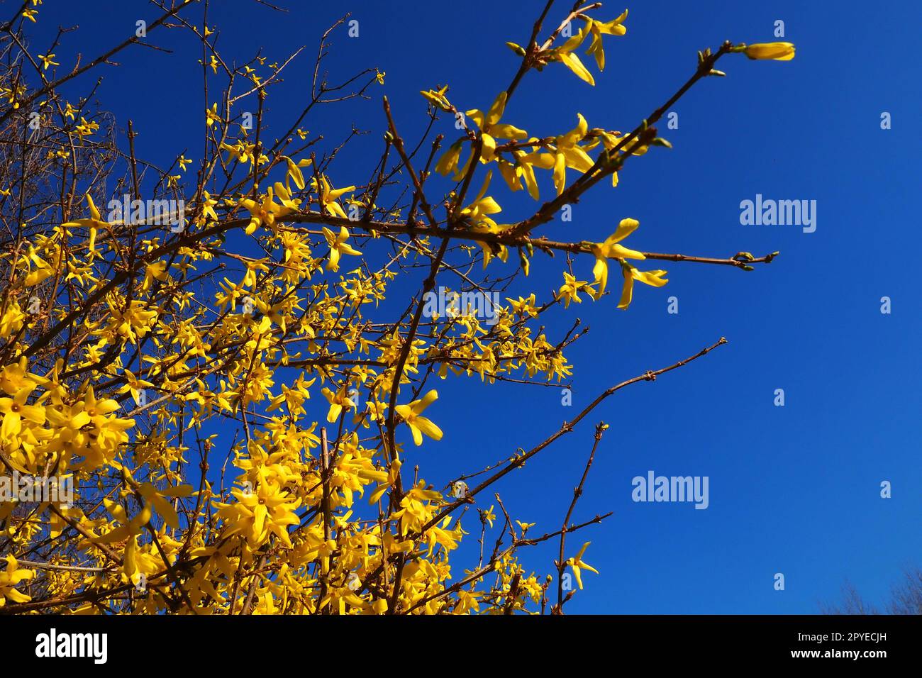 Forsythia is a genus of shrubs and small trees of the Olive family. Numerous yellow flowers on branches and shoots against a blue sky. Lamiaceae Olive family Genus Forsythia Stock Photo