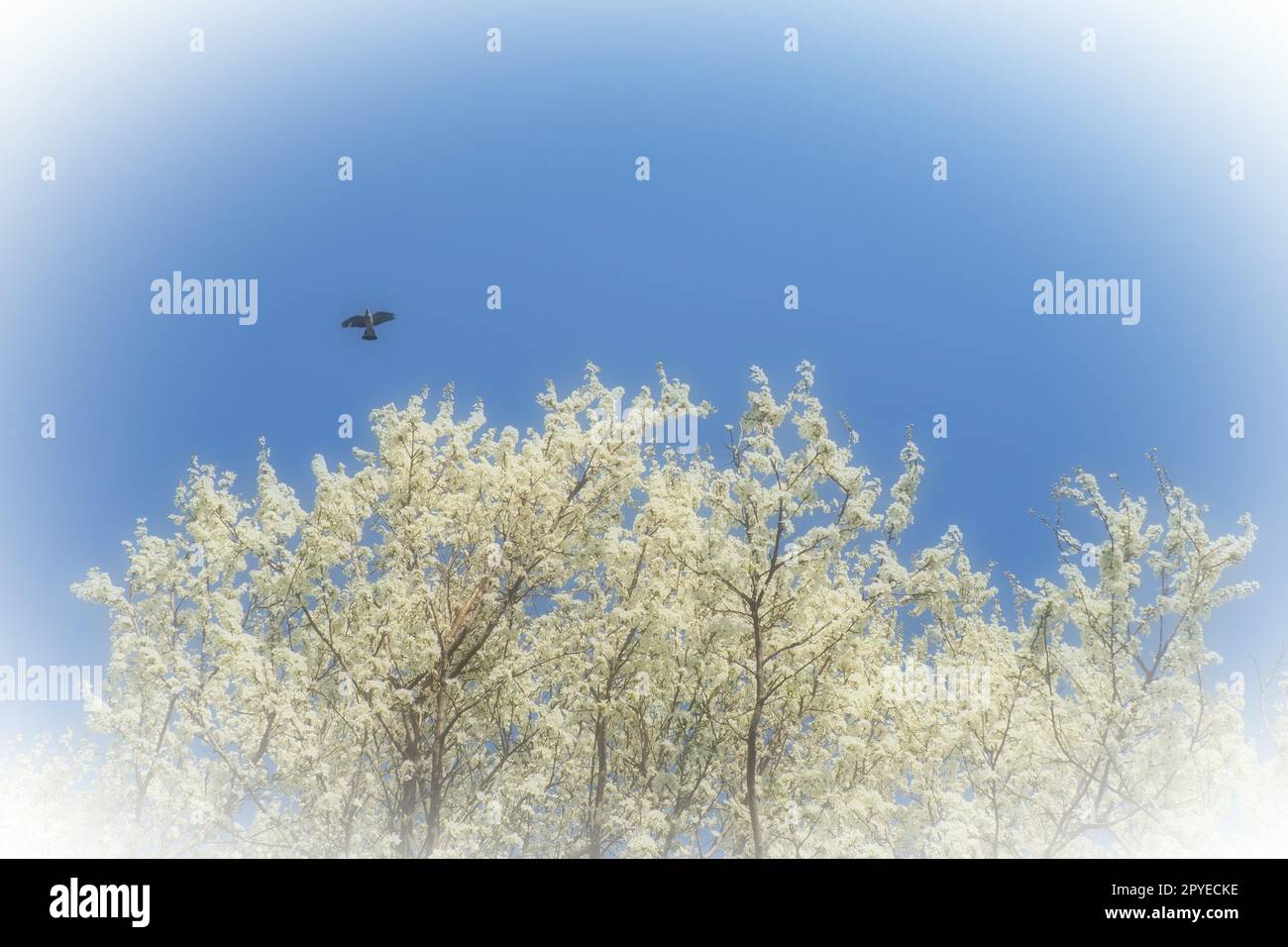 Blossoming of cherries, sweet cherries and bird cherry. A black bird flies across the blue sky above numerous beautiful fragrant white flowers. Migratory birds. Blurred foggy focus. White vignette. Stock Photo