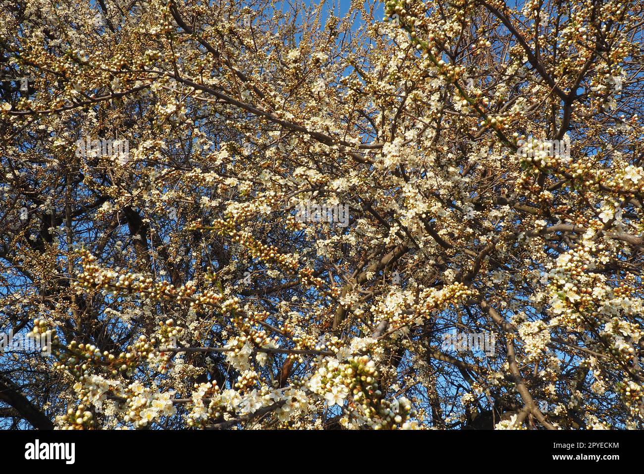 Blossoming of cherries, sweet cherries and bird cherry. Numerous beautiful fragrant white flowers on the tree. Spring white flowers are collected in long thick drooping brushes Stock Photo