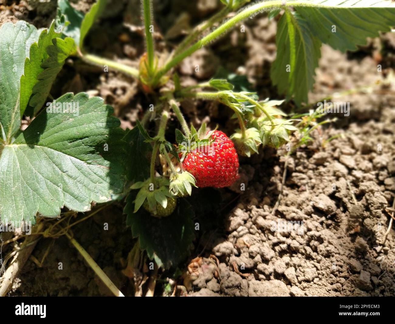 A bush of fresh red strawberries. Growing strawberries in a garden or ...