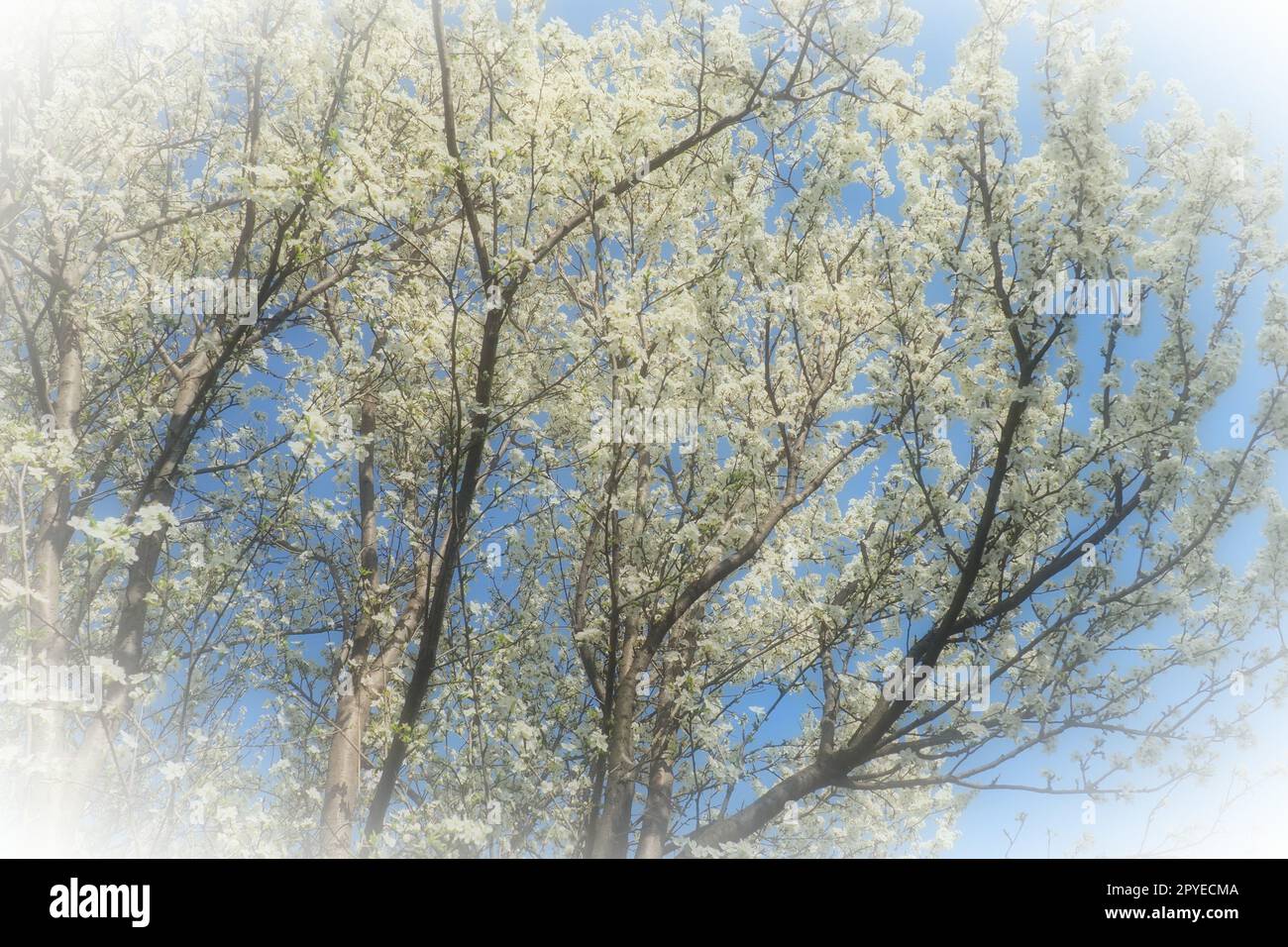Blossoming of cherries, sweet cherries and bird cherry. Numerous beautiful fragrant white flowers on the tree. Spring flowers are collected in drooping brushes. Blurred foggy focus. White vignetting. Stock Photo