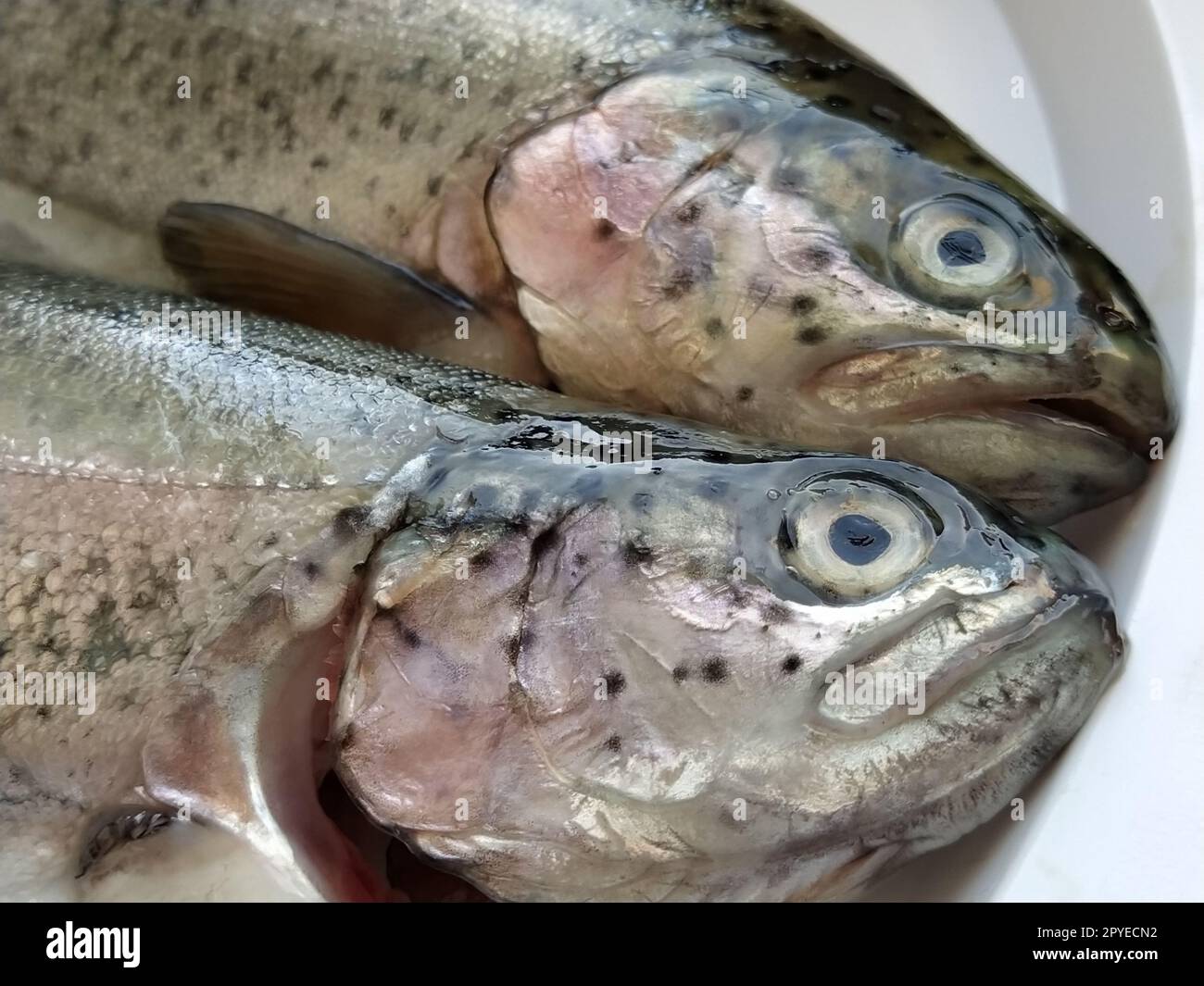 https://c8.alamy.com/comp/2PYECN2/two-trout-fish-on-a-white-plate-fresh-edible-fish-close-up-shiny-scales-on-the-body-transparent-eyes-of-the-fish-high-in-omega-3-unsaturated-fatty-acids-for-a-healthy-diet-mediterranean-diet-2PYECN2.jpg