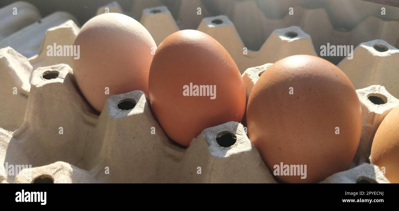 Chicken eggs in a carton. Beige eggs in a container when illuminated by spring sunlight. Ingredients. Agricultural products. Farm food. Proper protein nutrition. Recycled packaging.Demography concept. Stock Photo