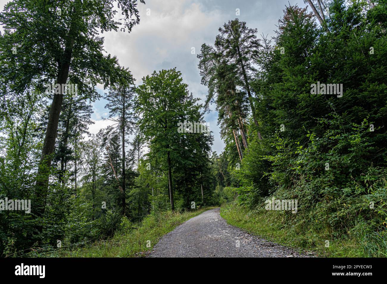 Woodland path through the green and dark forest Stock Photo - Alamy