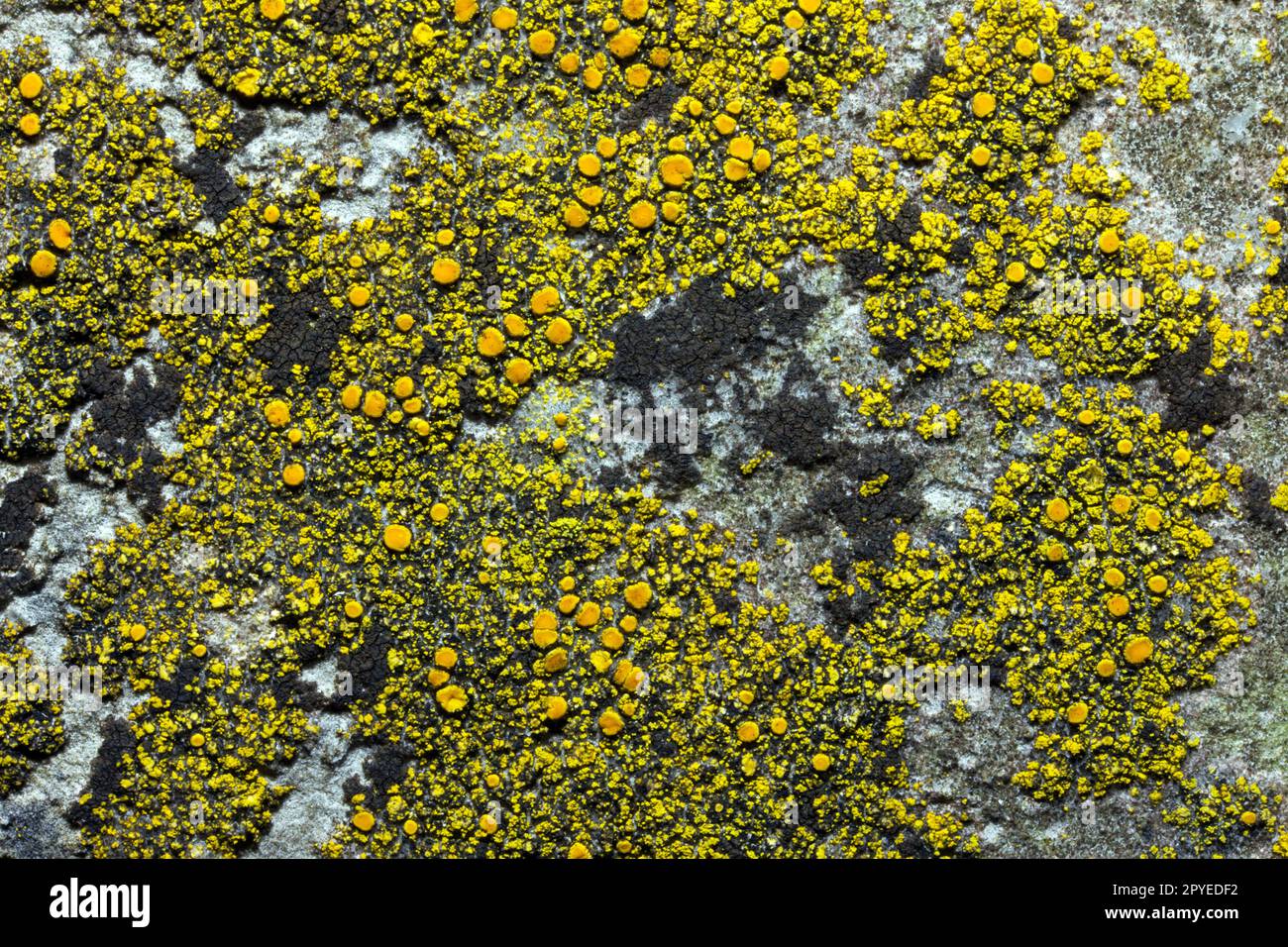 Caloplaca citrina is a crustose lichen common on walls, mortar and calcareous rocks. It has a global distribution. Stock Photo