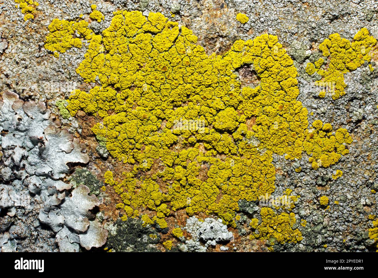 Candelariella coralliza is crustose lichen found on well-lit acidic rocks used as bird-perching sites. It has been found in both hemispheres. Stock Photo