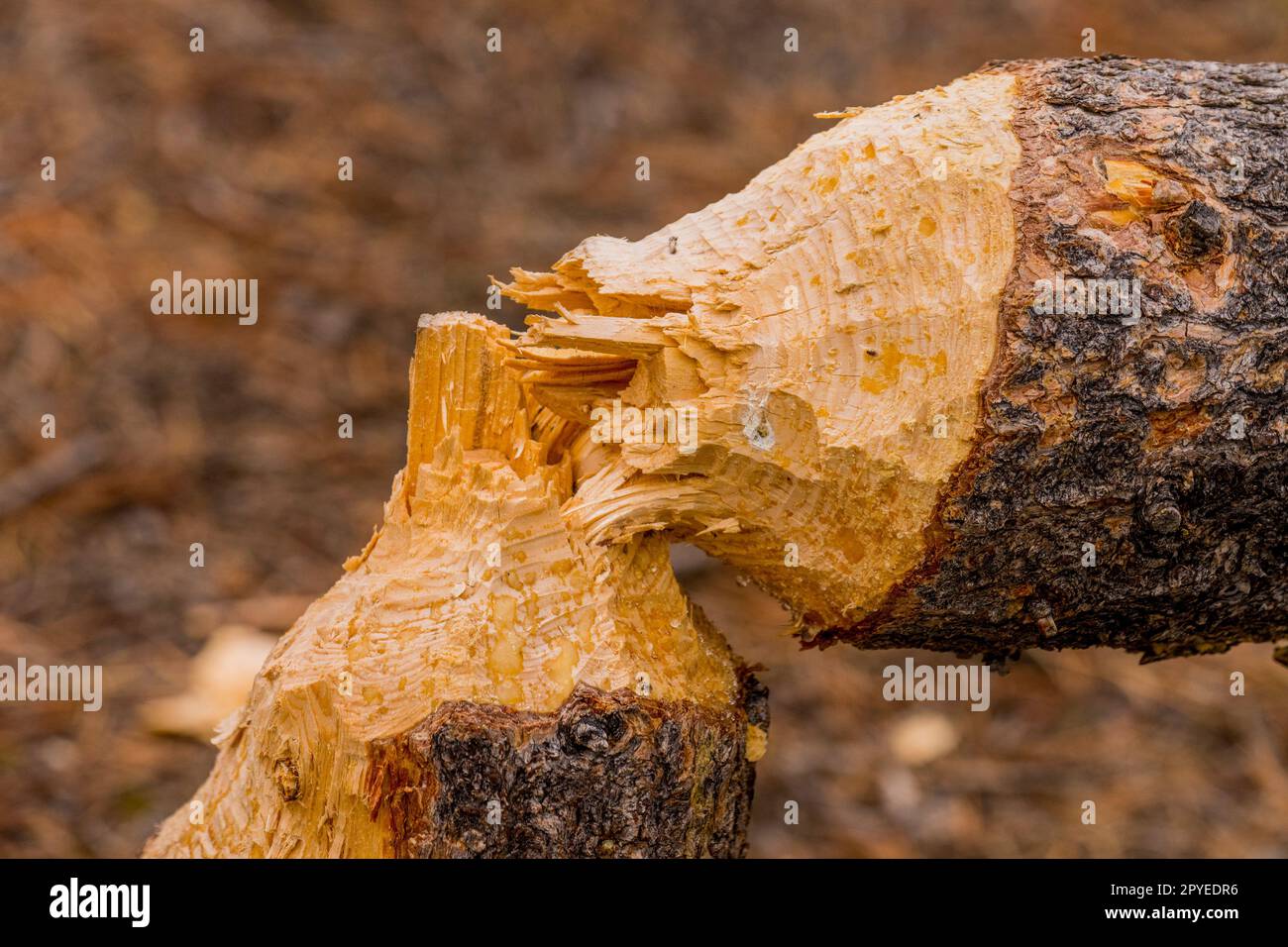 A beaver cut a tree at the Sunriver Nature Center in Sunriver near Bend ...