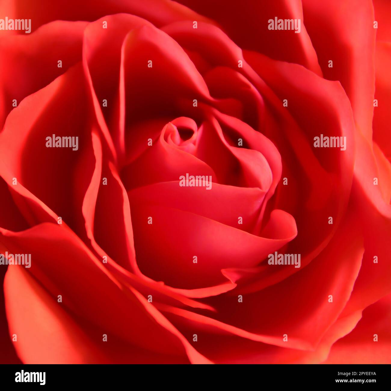 Beautiful photo red rose hi-res stock photography and images - Alamy