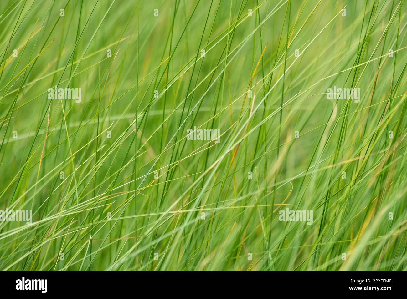 Multiple green hay growing parallel Stock Photo Alamy