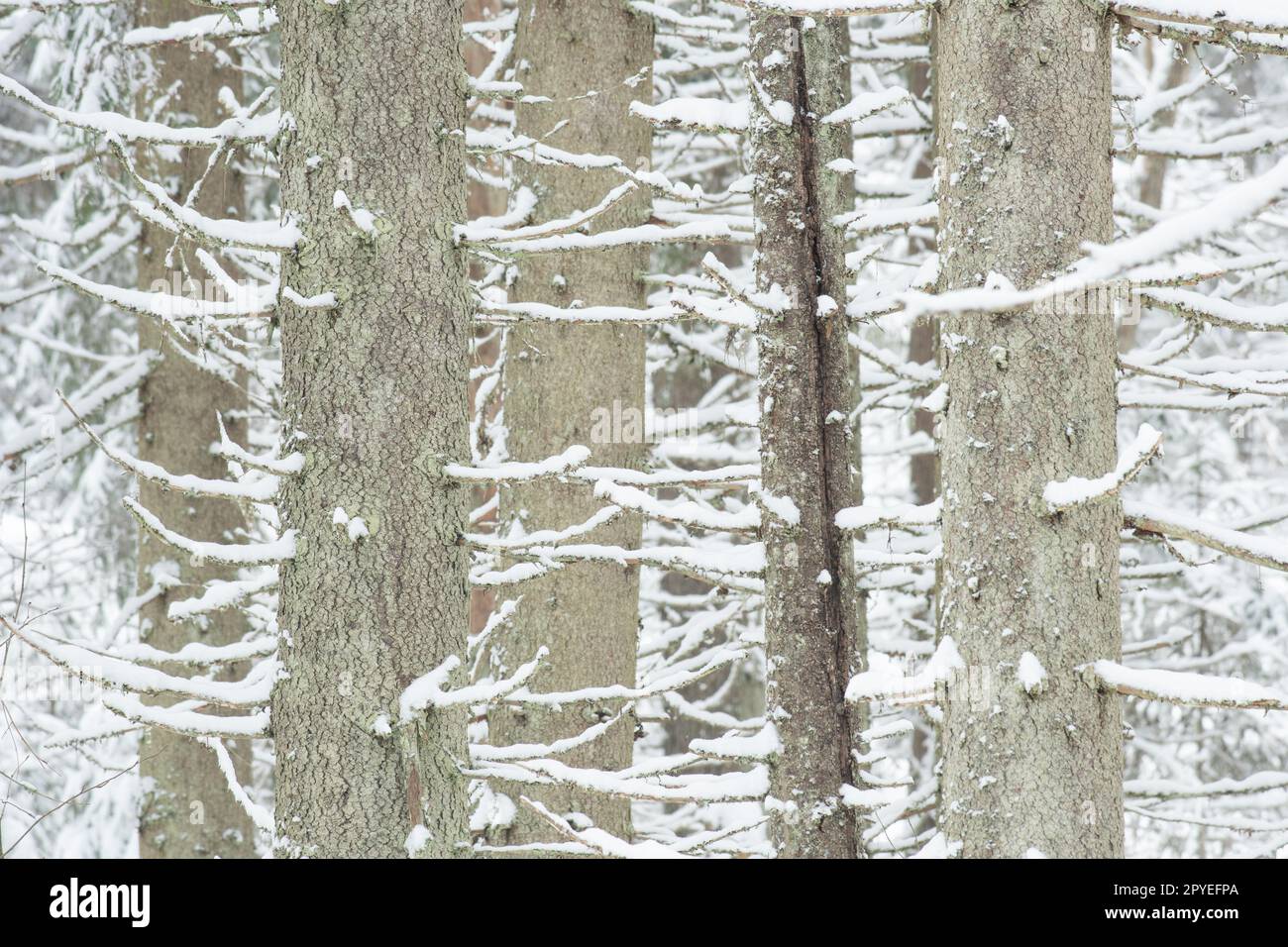 Trees Altogether Loads of trees together hi-res stock photography and images - Alamy