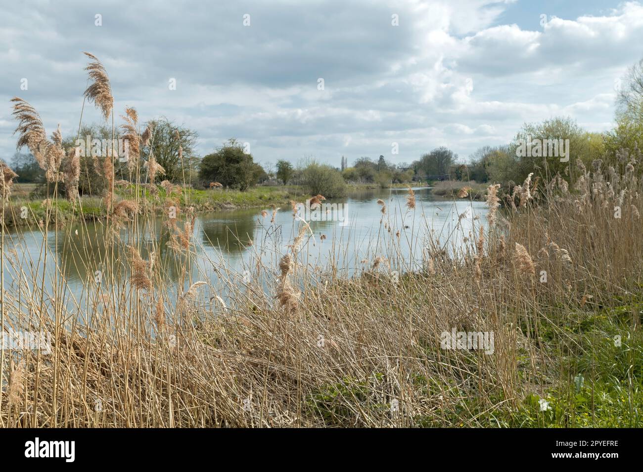 The Nene River is a river in Northampton, UK Stock Photo - Alamy