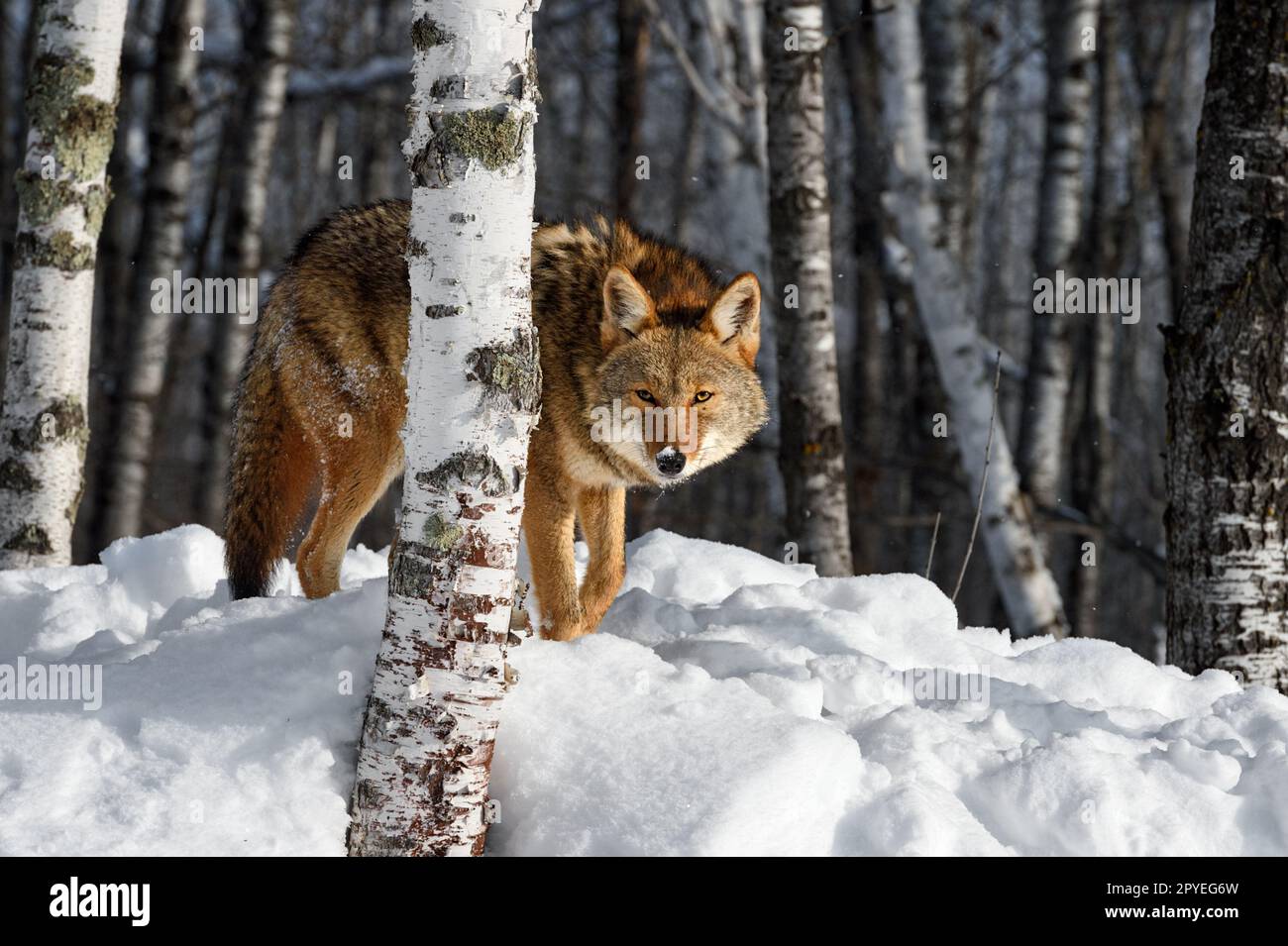 Coyote (Canis latrans) Peers Out From Behind Birch Tree Winter ...