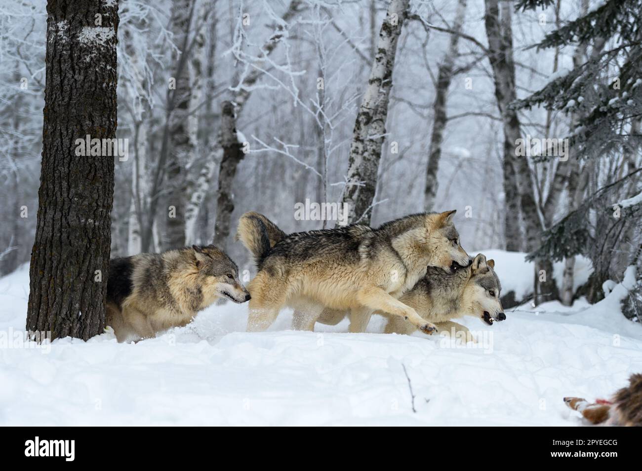 Wolves (Canis lupus) Run Right Snapping and Snarling Winter - captive animals Stock Photo