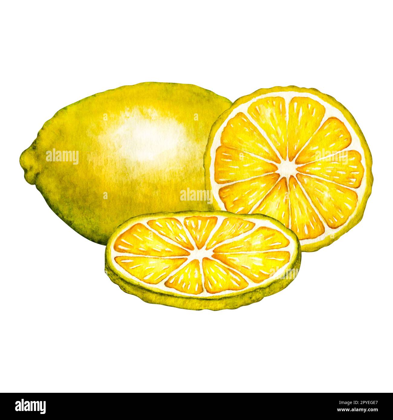 Watercolor lemon slice. Hand drawn botanical illustration of yellow ...