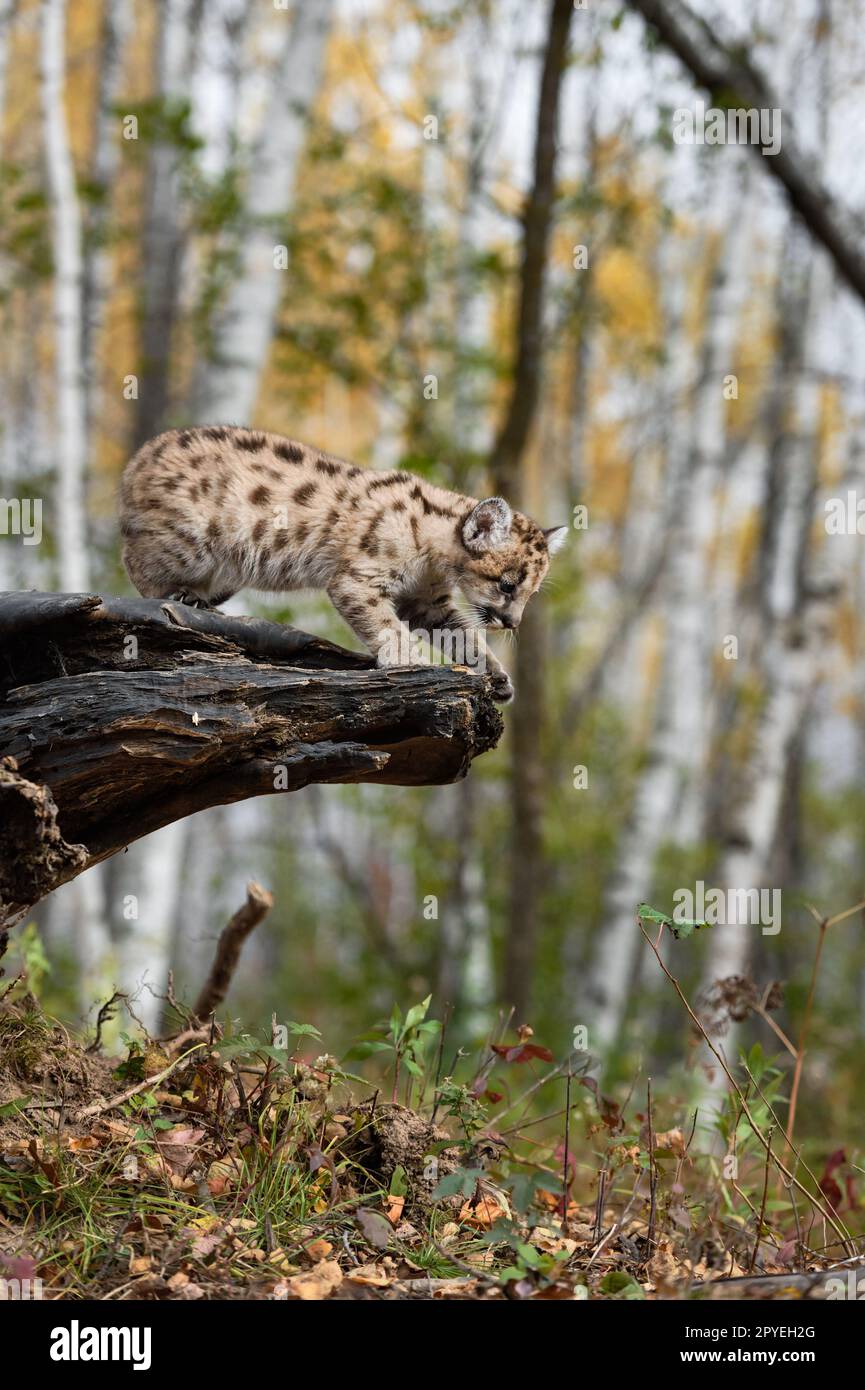 Cougar Kitten (Puma concolor) Looks Over End to Log Autumn - captive animal Stock Photo