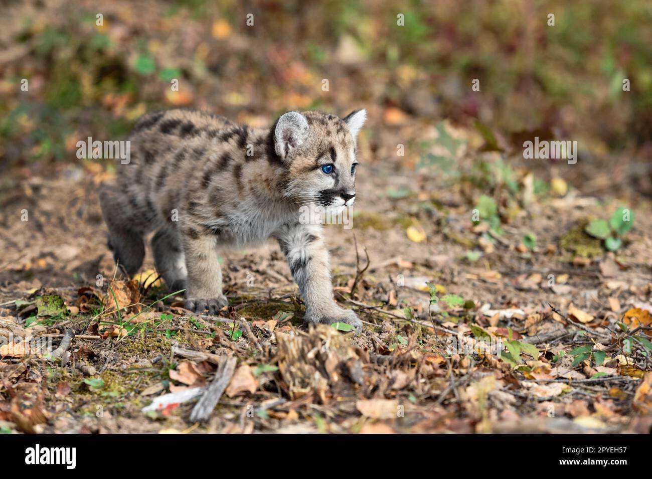 Cougar Kitten (Puma concolor) Moves Right Across Ground Autumn - captive animal Stock Photo