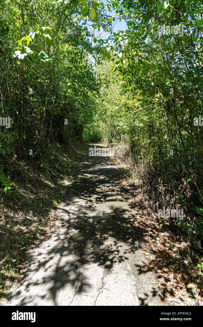 Woodland path through the green and dark forest Stock Photo - Alamy