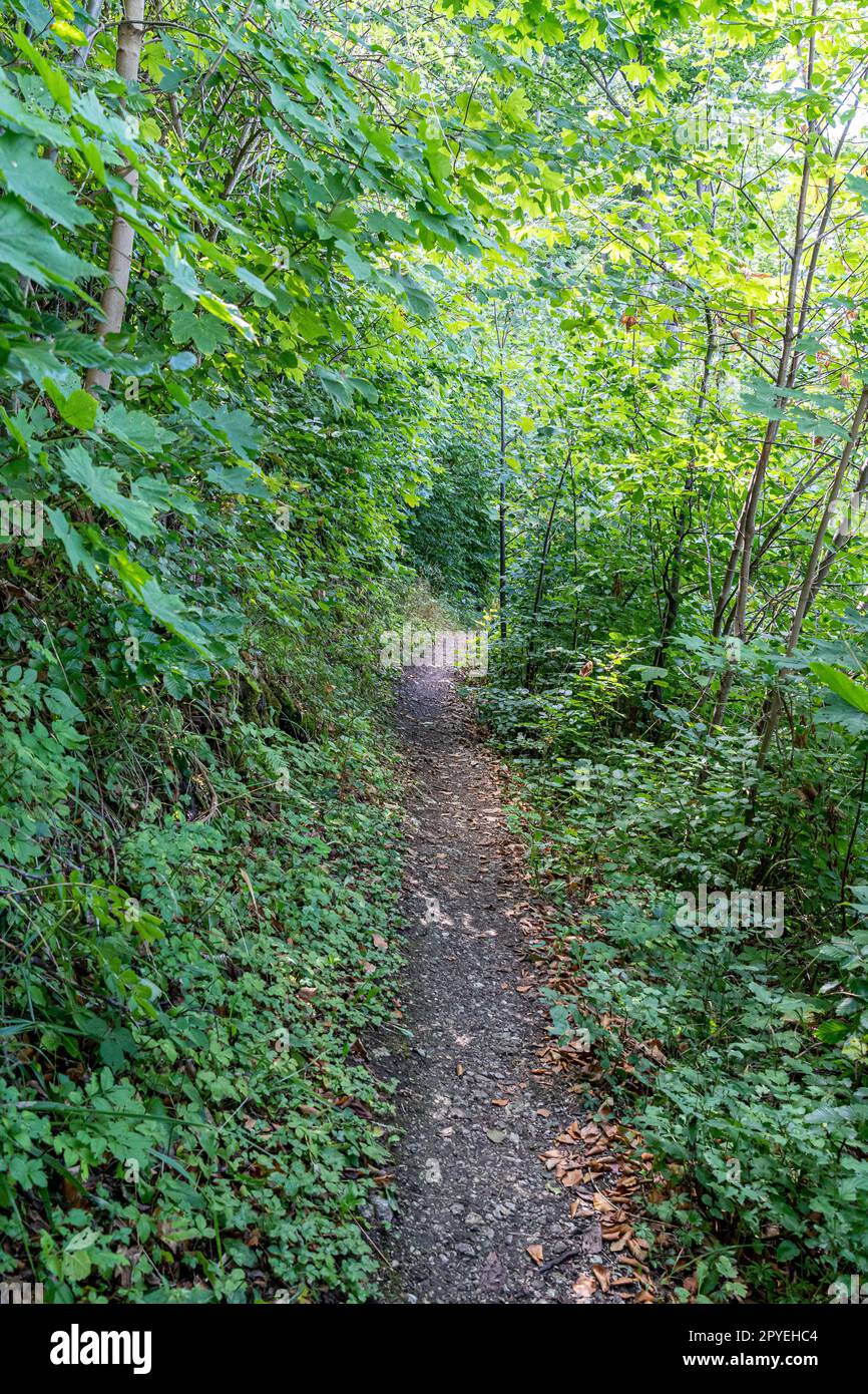 Woodland path through the green and dark forest Stock Photo - Alamy