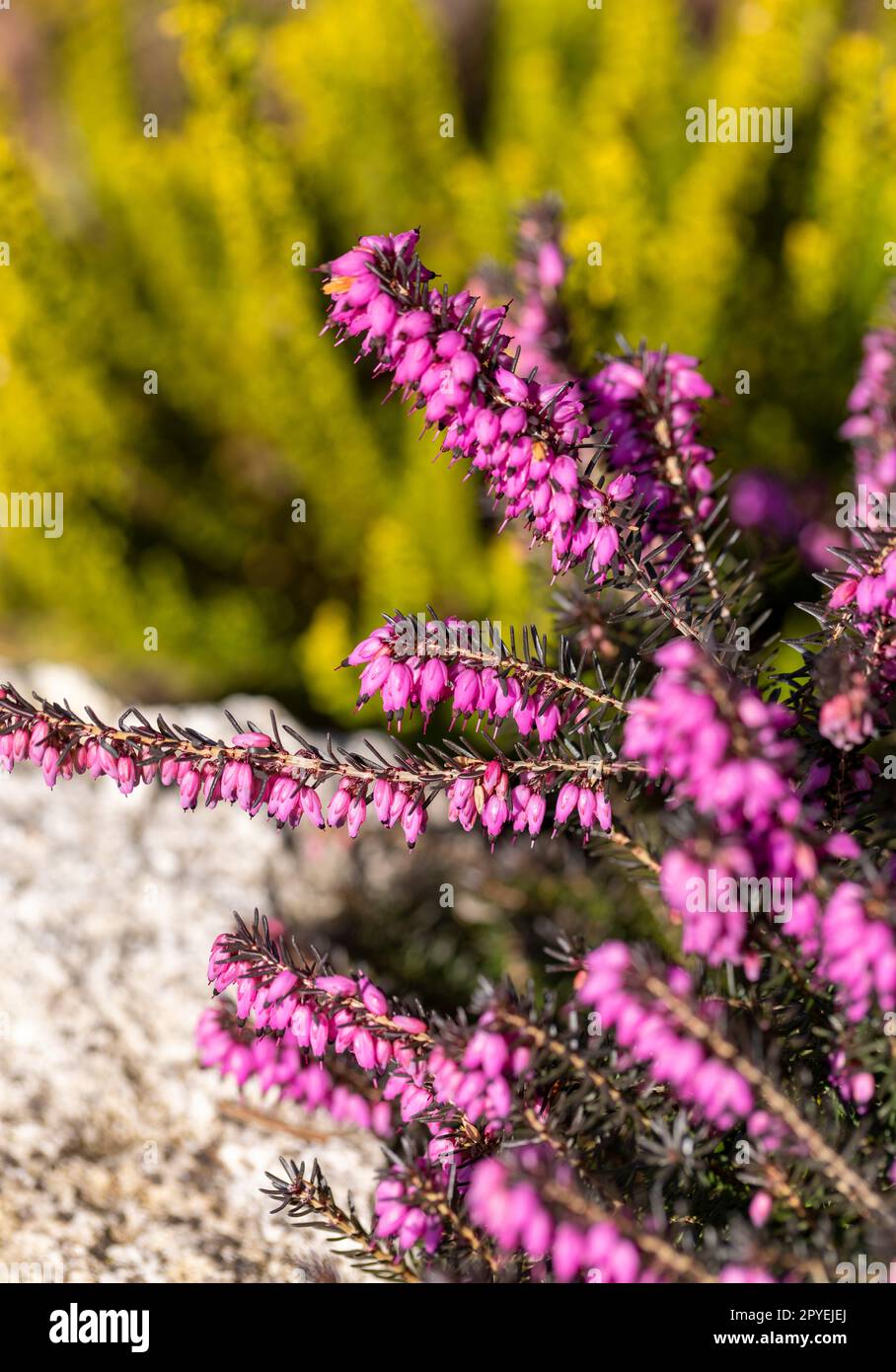 Bush of Erica with pink flowers blooming in the garden, close up Stock Photo