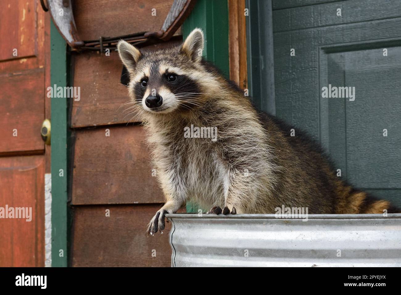 Raccoon (Procyon lotor) Stands at Edge of Garbage Can Outside House