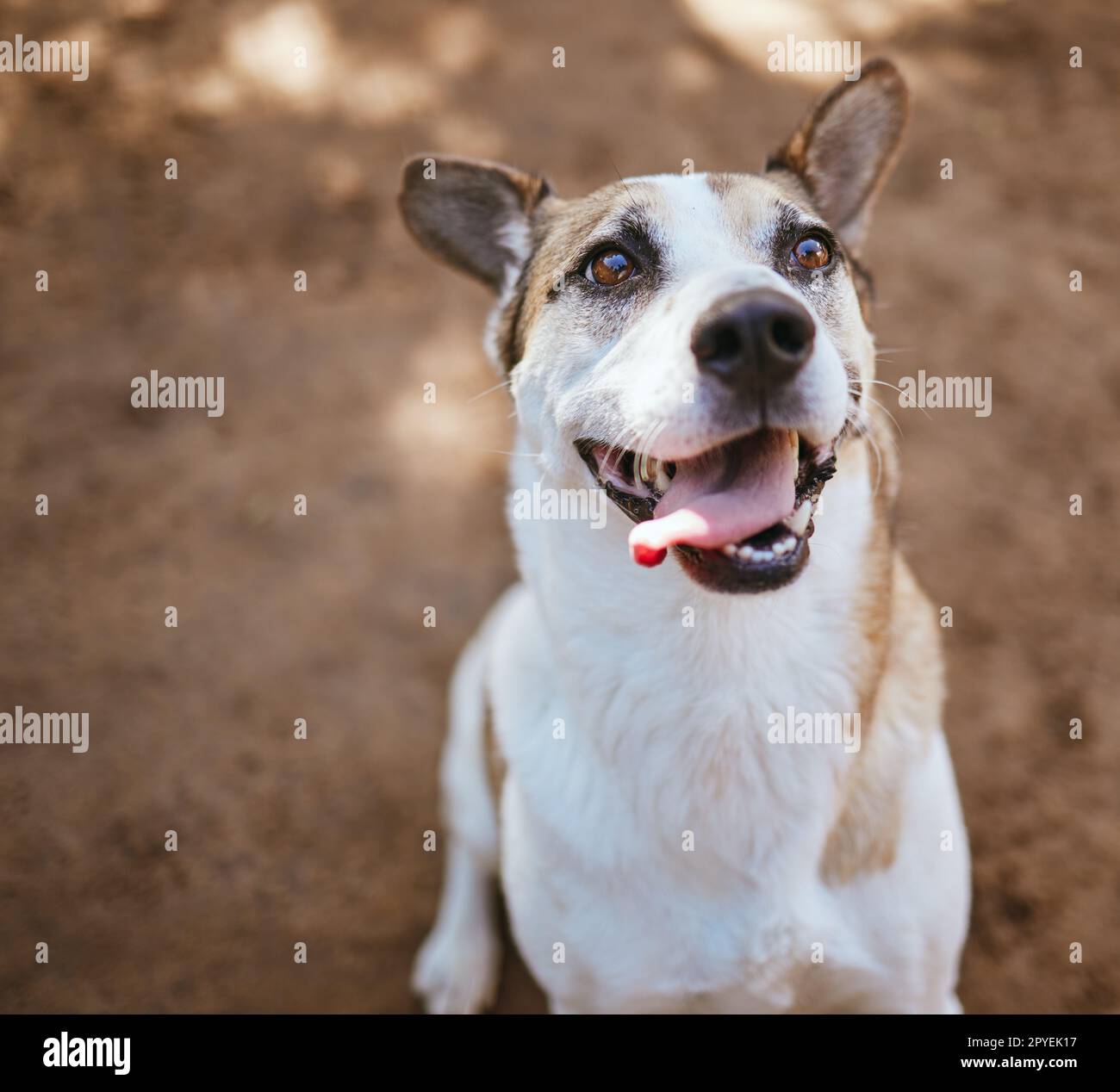 Rescue dog, animal shelter and puppy playing alone at an animal pound for protection, safety and adoption. Homeless, abandoned and small pet waiting for a home at an outdoor local kennel or vet. Stock Photo