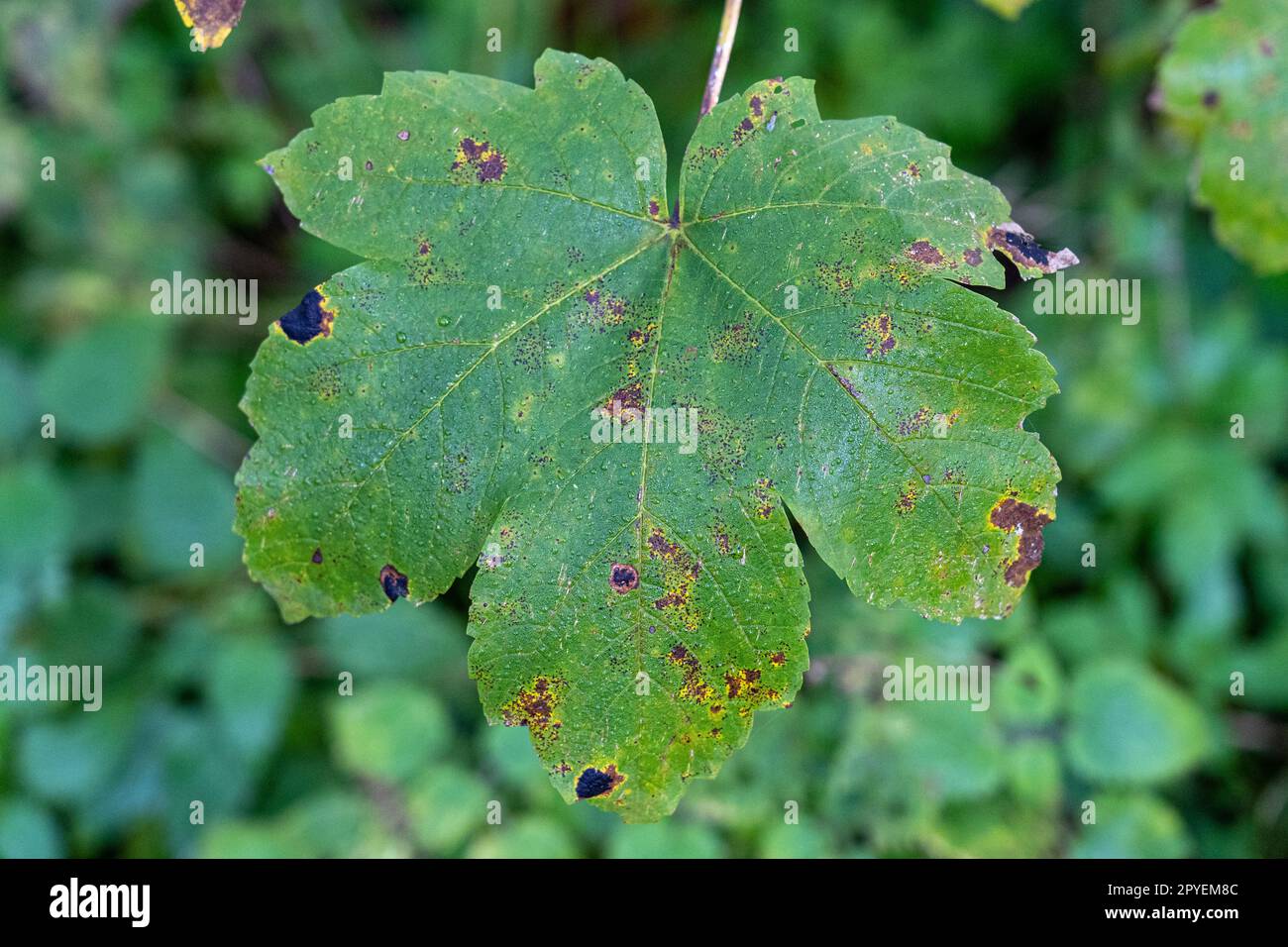 Big green leaf with brown spots, some kind of disease Stock Photo