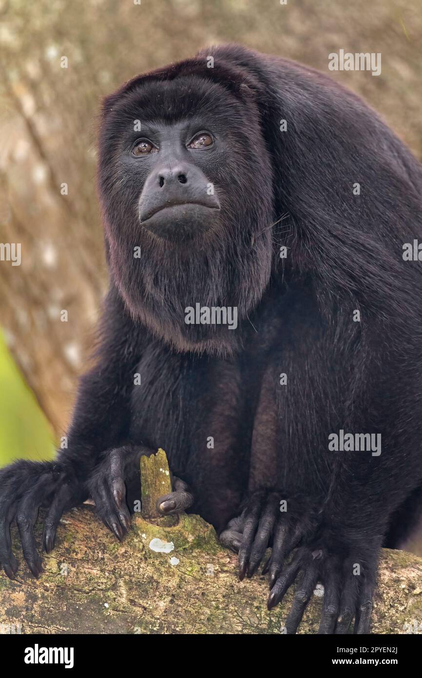 Howler monkey (genus Alouatta monotypic in subfamily Alouattinae) are among the largest of the New World monkeys. Stock Photo