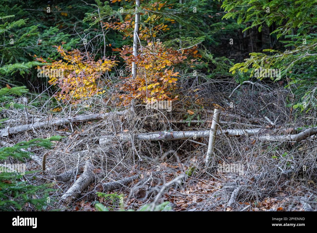 Golden leaves of the trees hi-res stock photography and images - Alamy